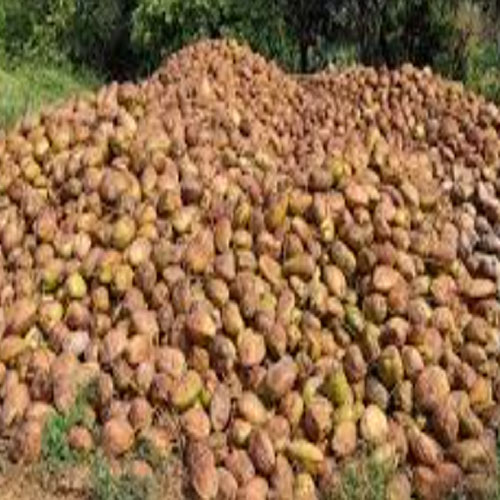 Kasangal Coconut Kasangal Coconut